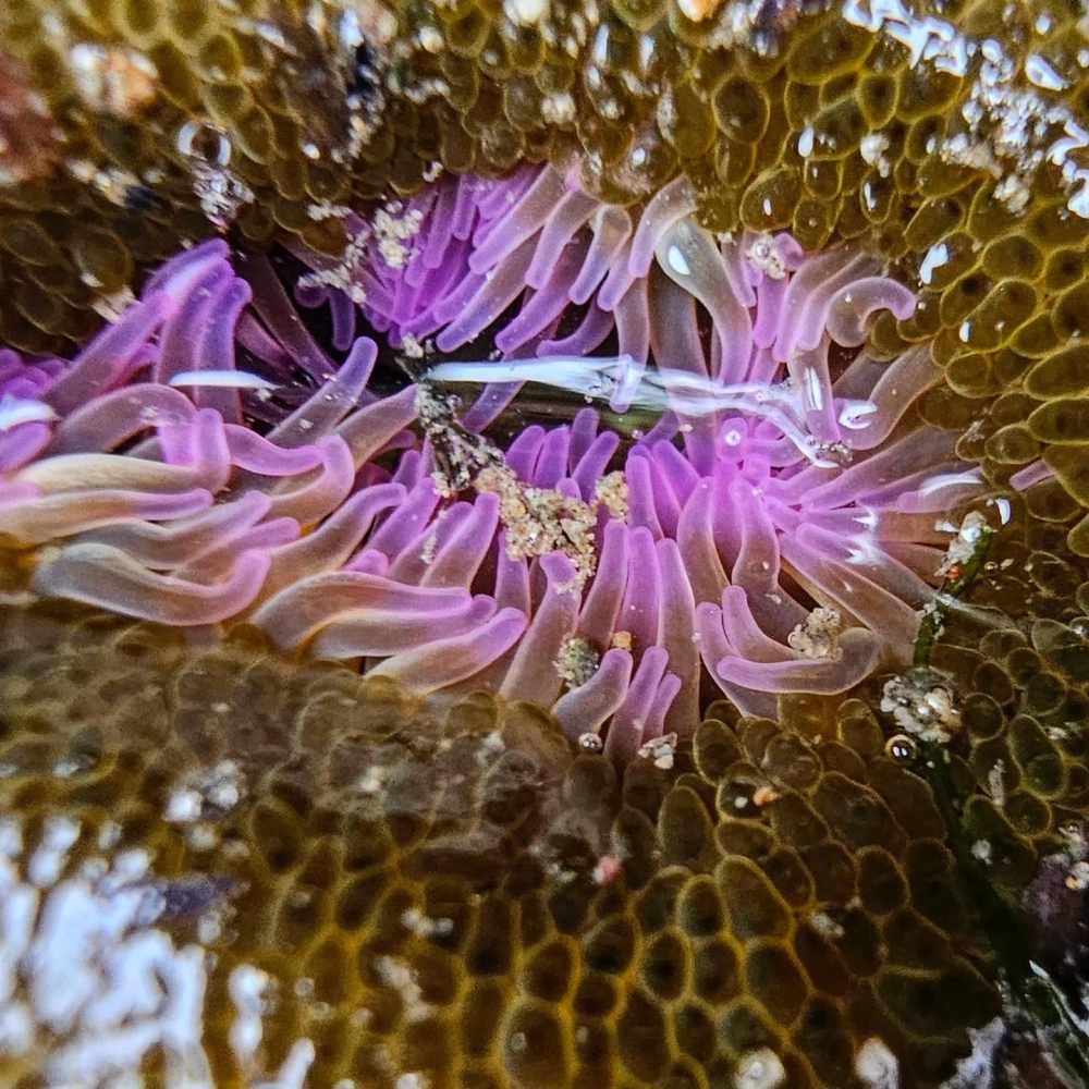 Hải quỳ và san hô kết hợp tạo nên hệ sinh thái rực rỡ