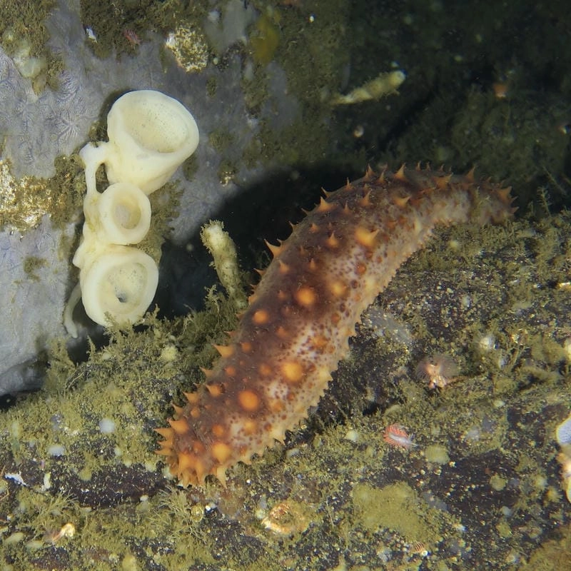 Con hải sâm có hình dạng mềm dẻo đặc trưng