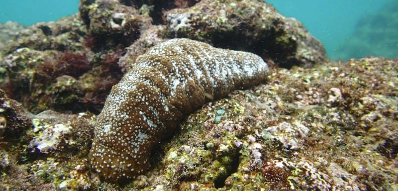 Dưa chuột biển được biết đến với tên hải sâm