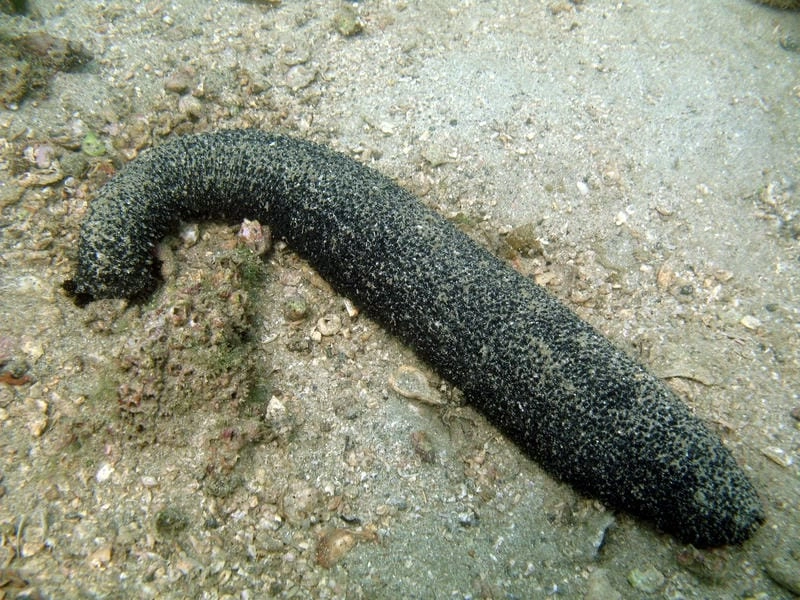 Sinh sản của hải sâm diễn ra theo mùa