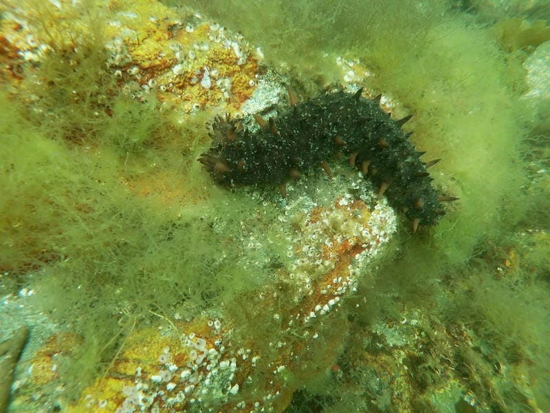 Hình nền hải sâm phù hợp chủ đề sinh thái