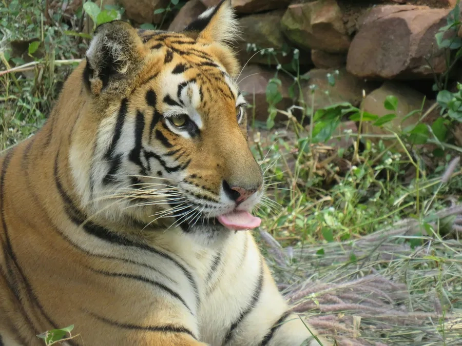 Hổ Bengal gần gũi ghi lại khoảnh khắc đáng yêu