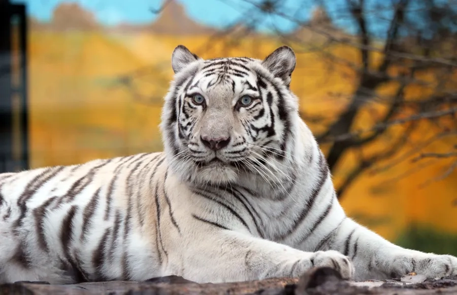 Hổ trắng và con người giao hòa trong những khoảnh khắc hiếm