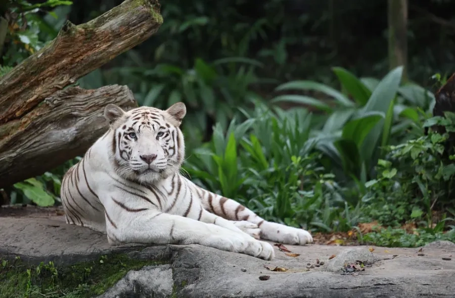 Hổ trắng trong tự nhiên hiện diện mạnh mẽ và đầy uy quyền