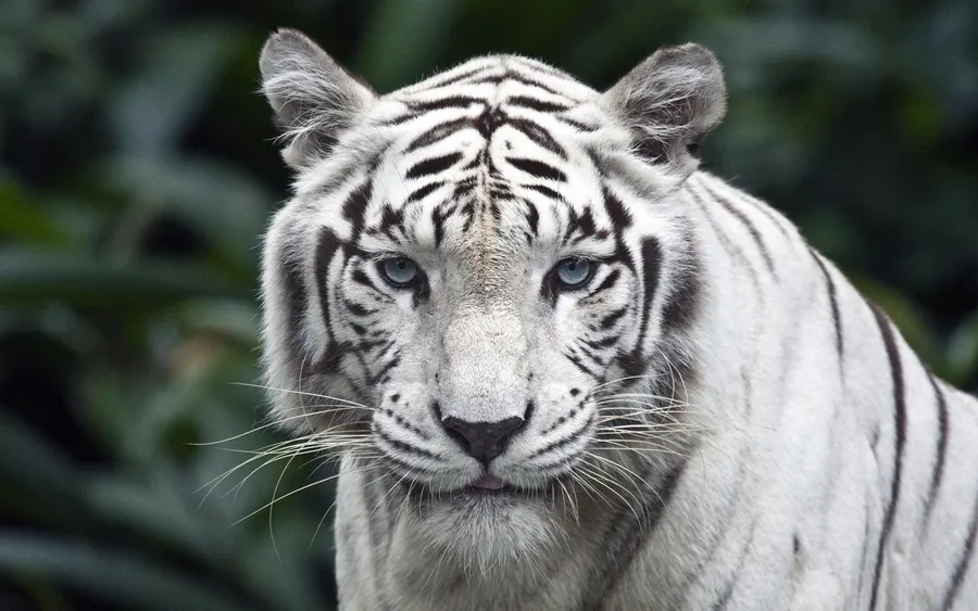 Hổ trắng nguy hiểm luôn khiến các loài khác khiếp sợ