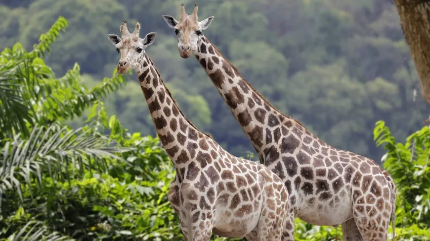 Hươu cao cổ trong tự nhiên cực kỳ thanh thoát