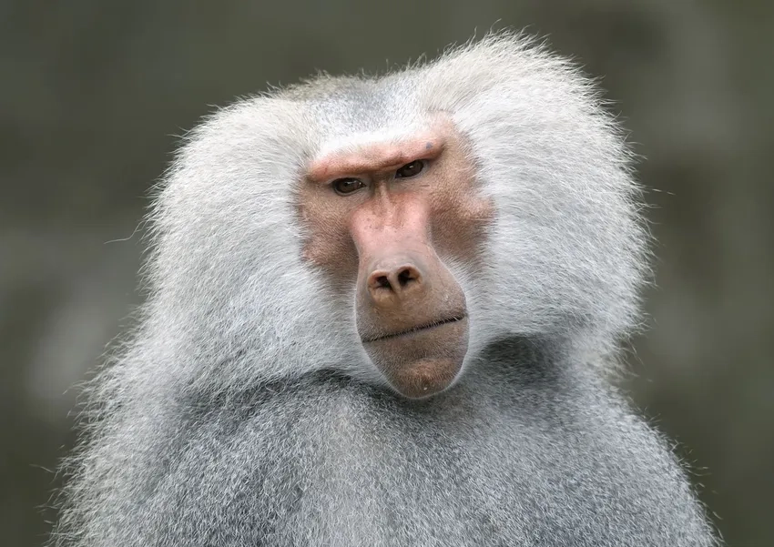 Hình Khỉ đầu chó ô liu quan sát môi trường xung quanh