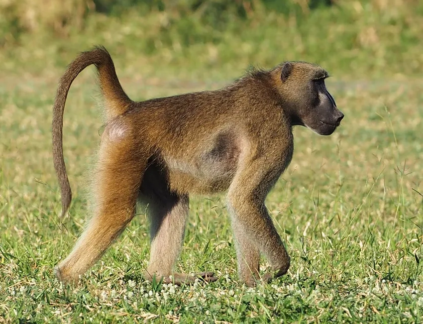 Tập tính khỉ đầu chó cho thấy sự thông minh cao