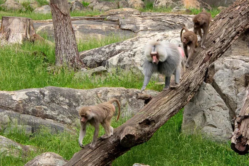 Khám phá Khỉ đầu chó ăn gì trong tự nhiên