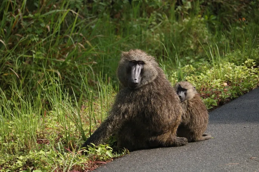 Papio papio hay Khỉ đầu chó Guinea rất hiếm