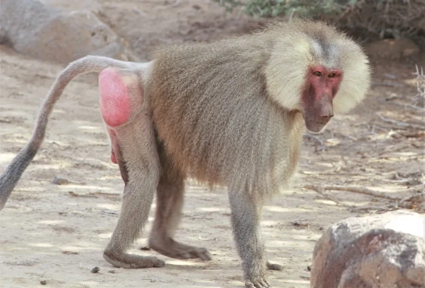 Papio cynocephalus chính là Khỉ đầu chó vàng