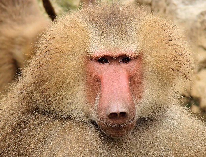 Chacma baboon là Khỉ đầu chó lớn nhất