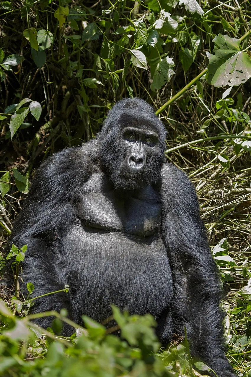 Hình khỉ đột mẹ và con đầy tình cảm