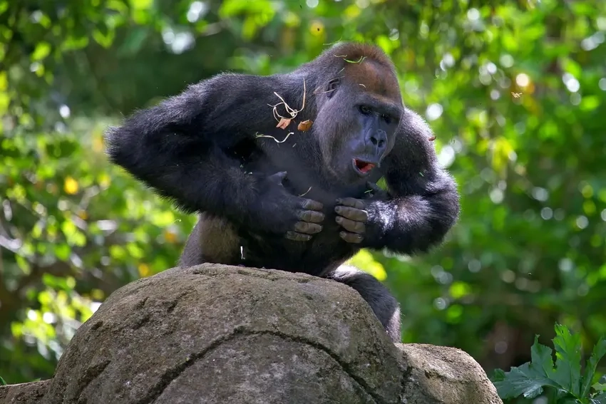 Tập tính khỉ đột săn mồi thú vị và hiếm gặp