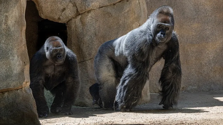 Hình khỉ đột hoang dã gây ấn tượng mạnh