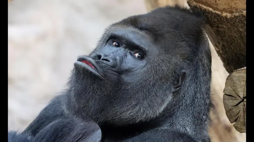 Hình ảnh khỉ đột quý hiếm giữa thiên nhiên