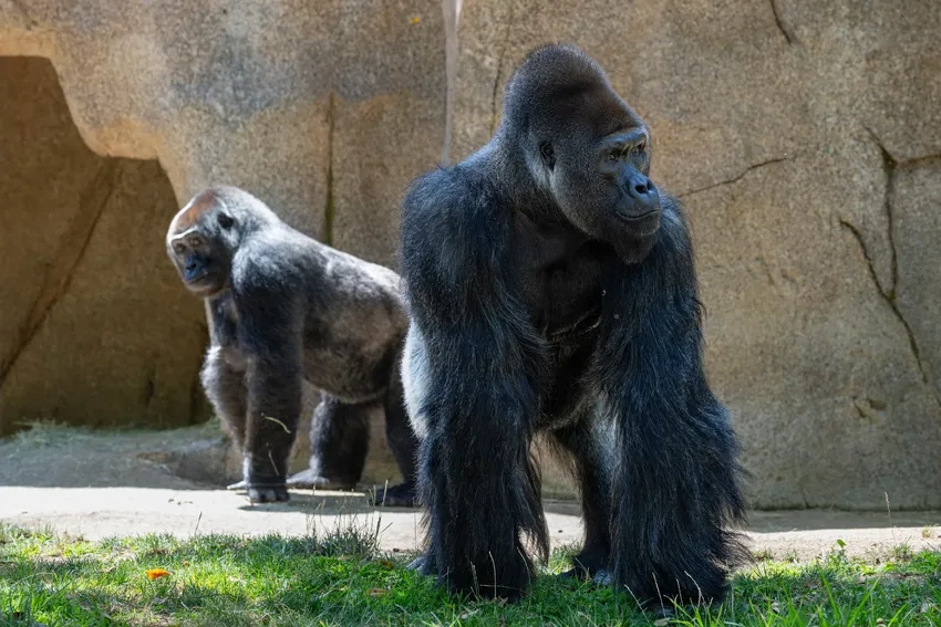 Khỉ đột nguy cấp cần bảo tồn khẩn cấp