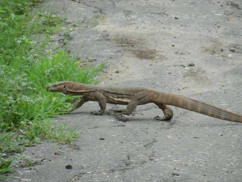 Khám phá vẻ đẹp của kỳ đà cảnh tại nhà