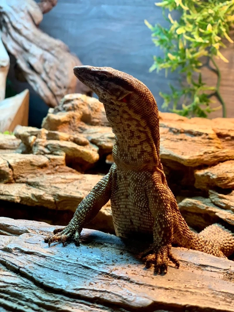 Chăm sóc kỳ đà trưởng thành khỏe mạnh và bền lâu