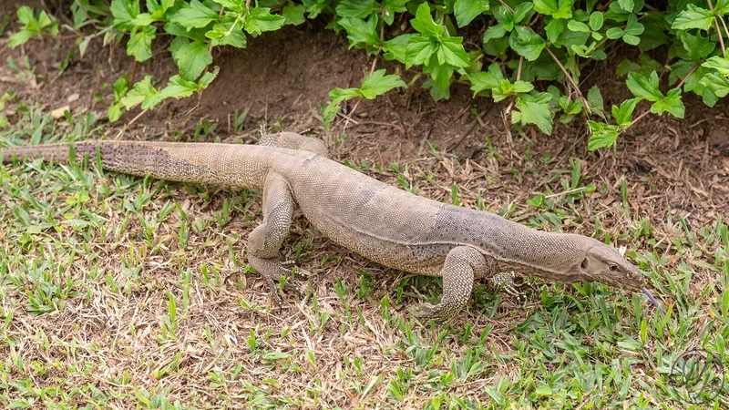 Thưởng thức họa tiết của kỳ đà vân tinh tế