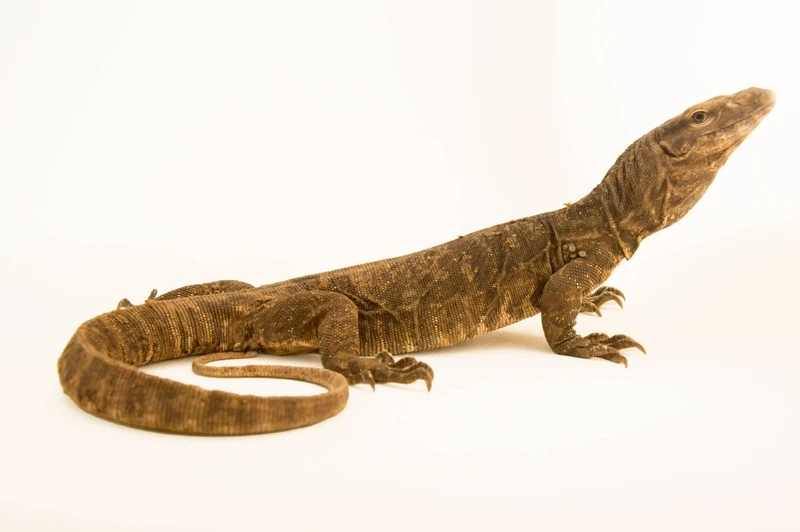 Nuôi kỳ đà con dễ thương cho người mới