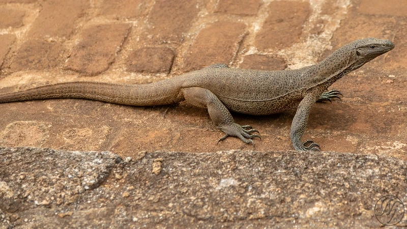 Lựa chọn kỳ đà kích thước lớn ấn tượng