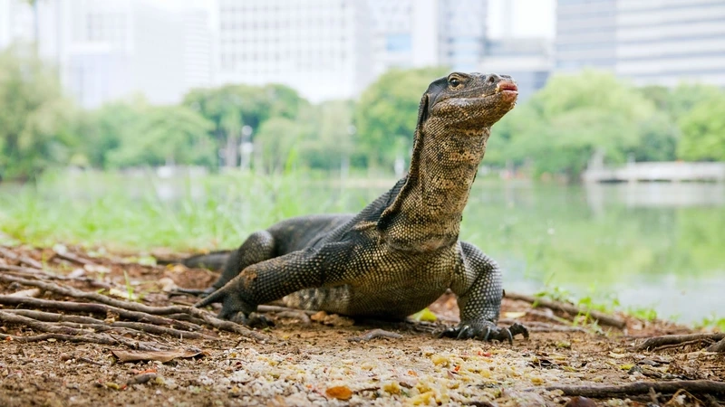 Quan sát kỳ đà sinh thái tự nhiên sống động