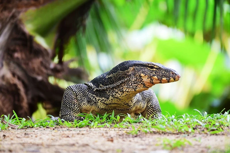 Hướng dẫn nuôi kỳ đà hoa nuôi cảnh tại nhà