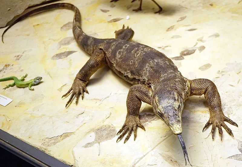 Xem chi tiết kỳ đà hoa cận cảnh sống động