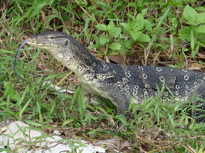 Trải nghiệm kỳ đà hoa nền rừng sinh động và chân thực