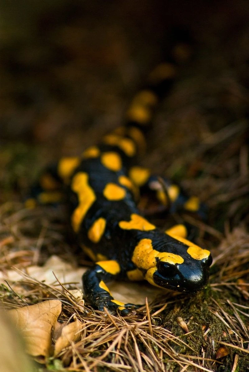 Đặc điểm nổi bật của kỳ giông lửa 