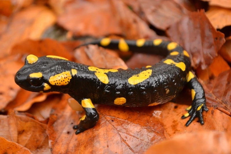 Chiêm ngưỡng kỳ giông lửa phân bố châu á hiếm gặp