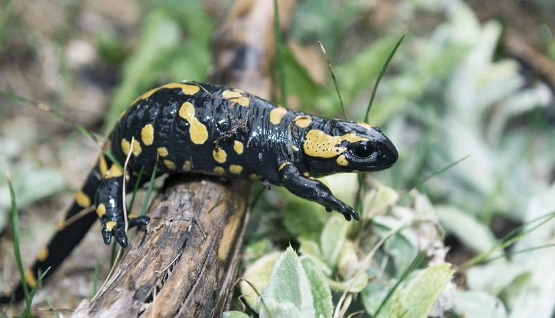 Khám phá kỳ giông lửa ẩn nấp dưới lá tinh tế