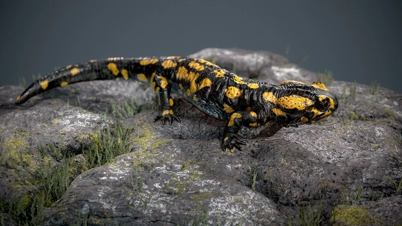 Khám phá kỳ giông lửa màu cam đen nổi bật