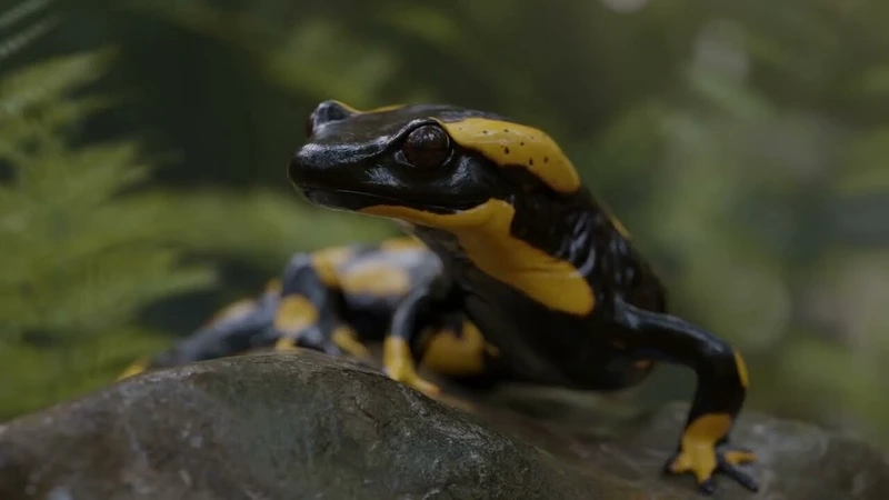 Khám phá kỳ giông lửa thế giới lưỡng cư đa dạng