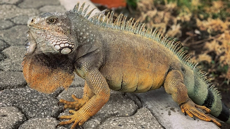 Sưu tập những loài kỳ nhông đẹp nổi bật