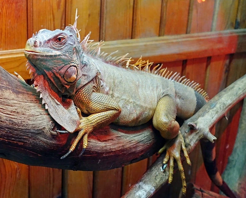 Hướng dẫn nuôi kỳ nhông nuôi làm cảnh tại nhà