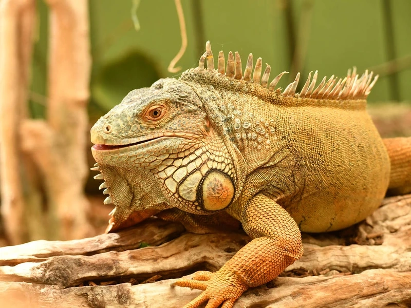 Nuôi kỳ nhông hiền an toàn cho gia đình