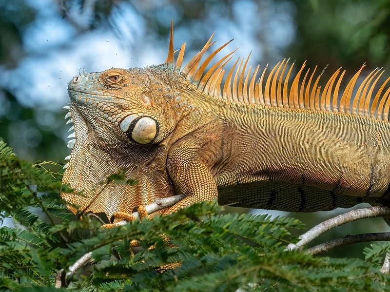 Khám phá kỳ nhông sinh cảnh tự nhiên