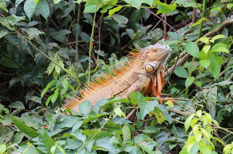 Trải nghiệm nuôi kỳ nhông trưởng thành khỏe mạnh