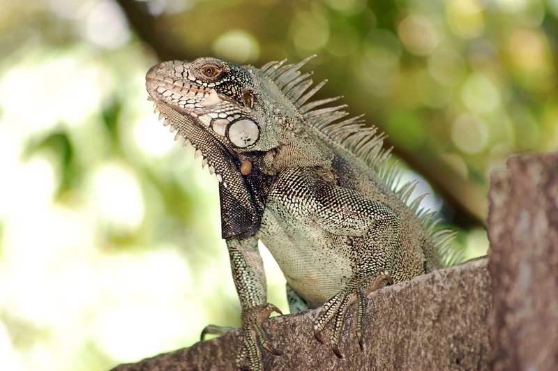 Sưu tầm kỳ nhông độc lạ khó tìm và đẹp mắt