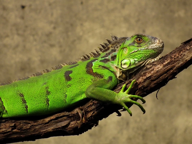 Thưởng thức nghệ thuật với kỳ nhông nghệ thuật