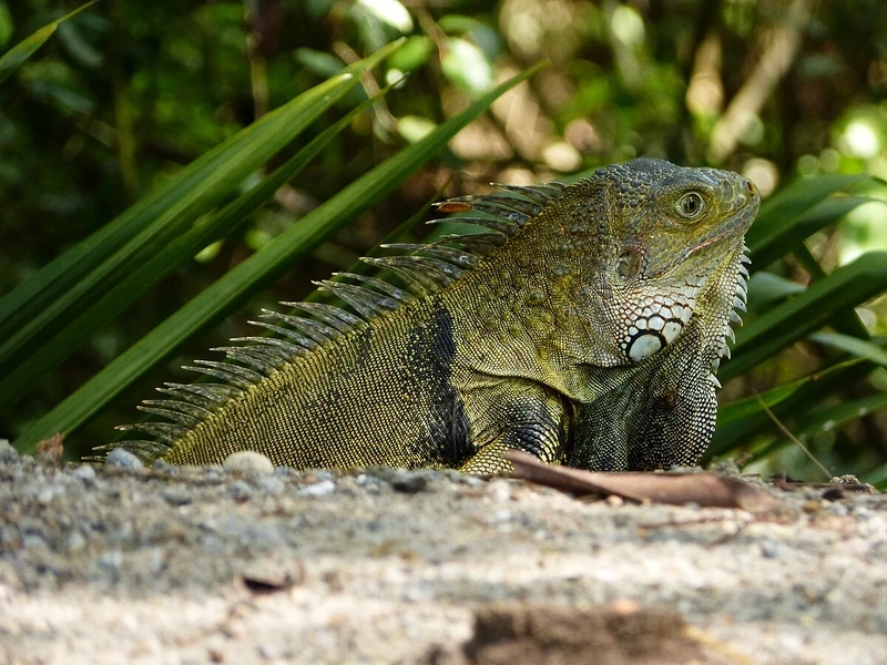 Khám phá kỳ nhông sinh động trong môi trường tự nhiên