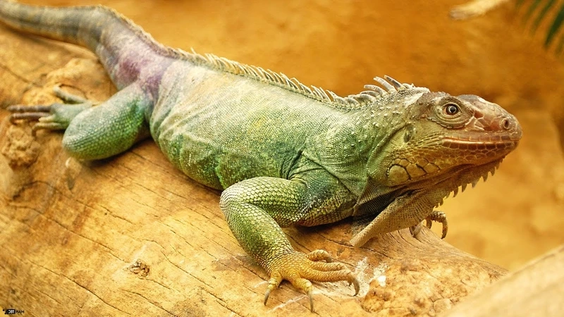 Khám phá kỳ nhông Việt Nam sinh động và đẹp