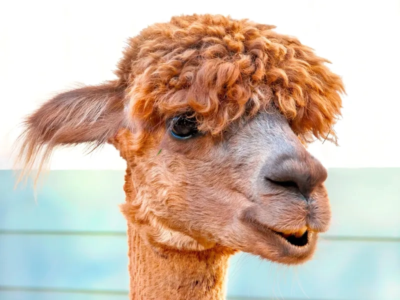 Tìm hiểu tuổi thọ lạc đà Alpaca thật