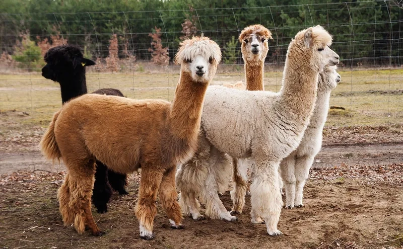 Xu hướng nuôi Alpaca làm cảnh lạ