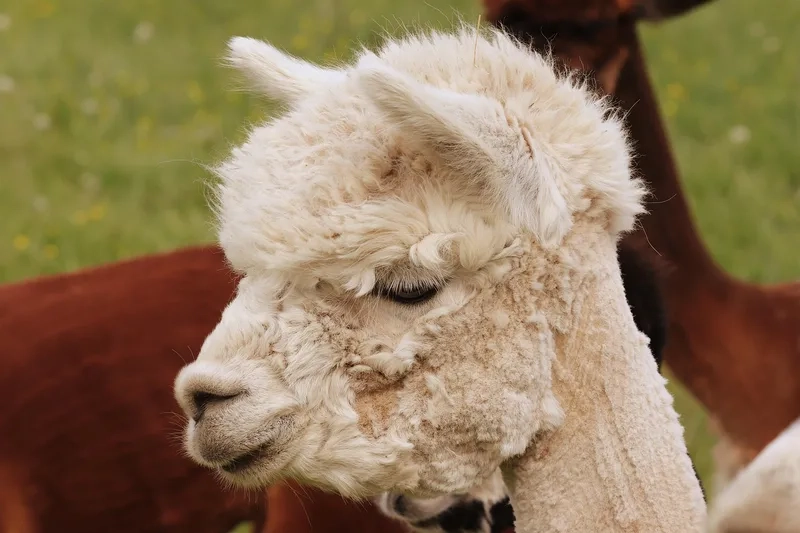 Những mẫu đồ chơi Alpaca cực xinh