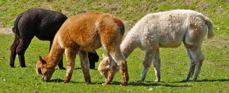 Tìm hiểu xem Alpaca ăn gì hằng ngày