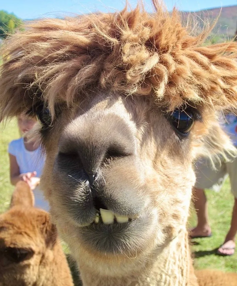 Độ mềm mại của lông lạc đà Alpaca