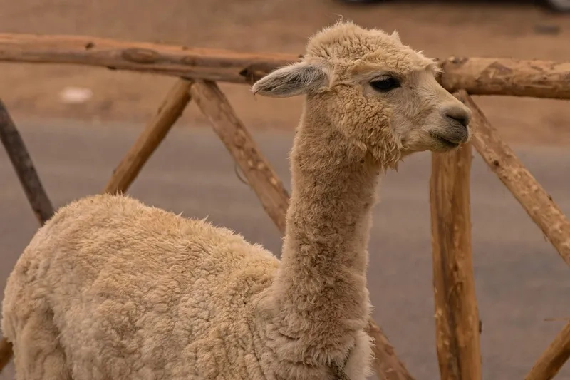 So sánh Alpaca và Llama khác nhau gì